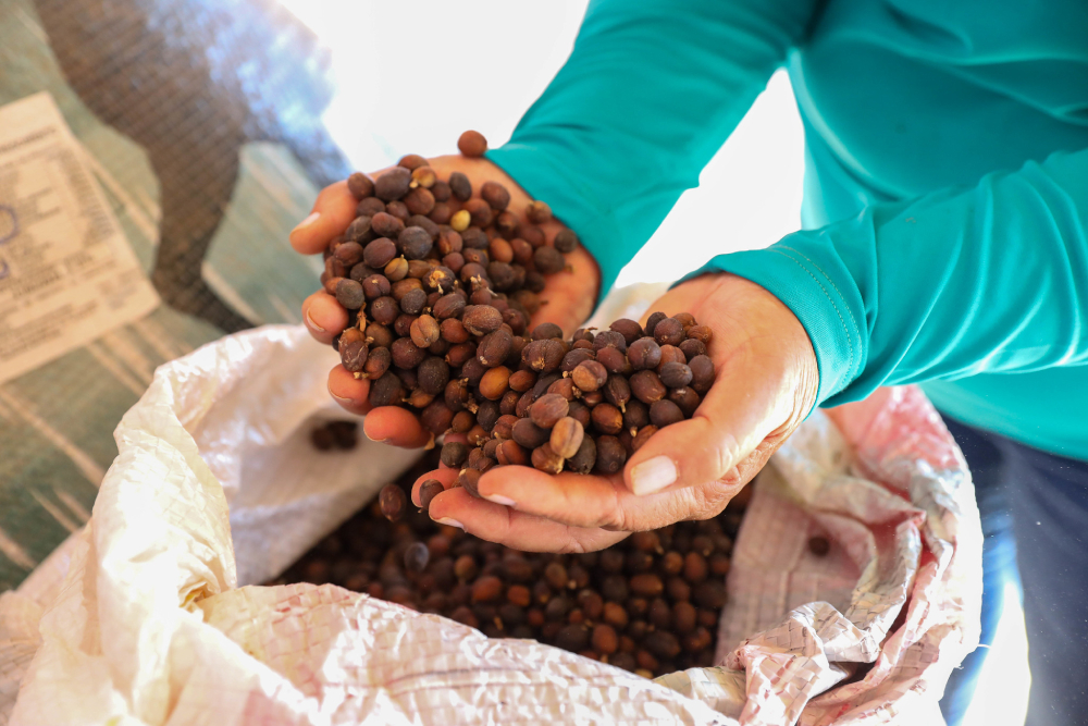 exportacoes-de-cafe-do-brasil-caem-em-volume,-mas-receita-bate-recorde-em-2025