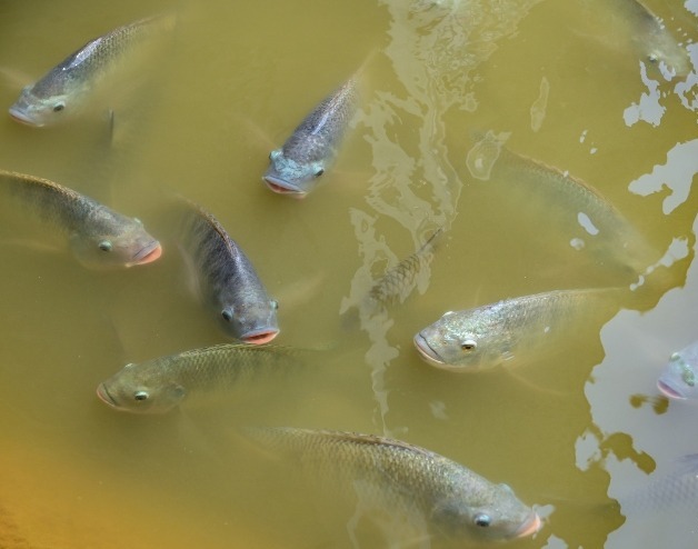 relatorio-global-alerta-para-extincao-de-97%-dos-peixes-migratorios-de-agua-doce