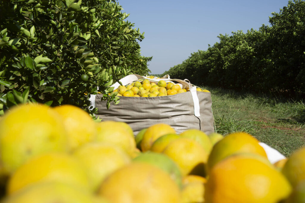 safra-de-laranja-cresce,-mas-seca-e-praga-fazem-producao-ficar-6,9%-abaixo-do-previsto