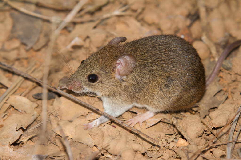 ebola-e-hantavirus-confirmam-que-mundo-continua-despreparado,-diz-especialista-em-pandemias