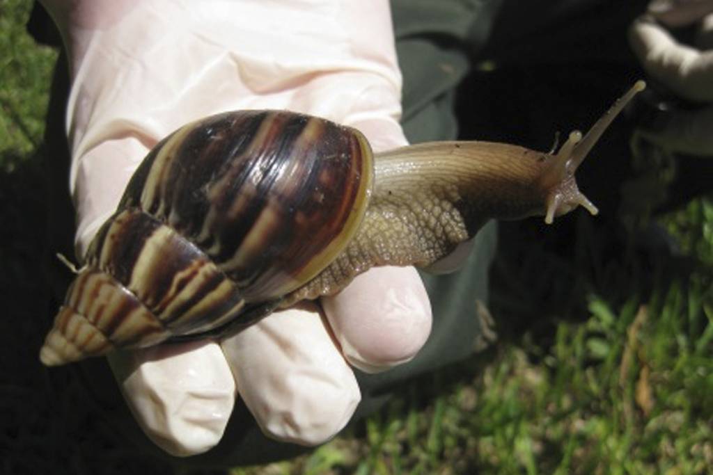 numero-de-especies-exoticas-de-moluscos-no-brasil-aumenta-215%-em-15-anos