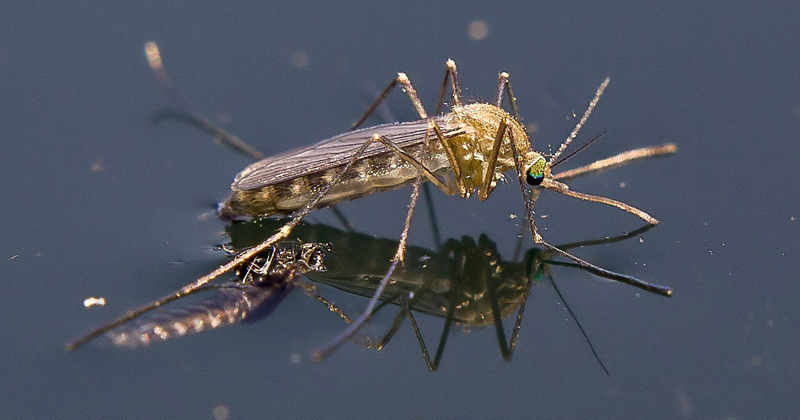 doze-paises-europeus-detectam-casos-de-virus-do-nilo-ocidental,-diz-agencia-da-ue