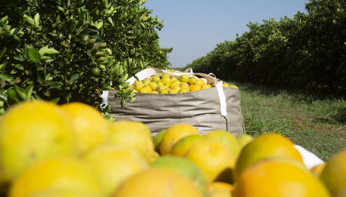safra-de-laranja-cresce,-mas-seca-e-praga-fazem-producao-ficar-6,9%-abaixo-do-previsto
