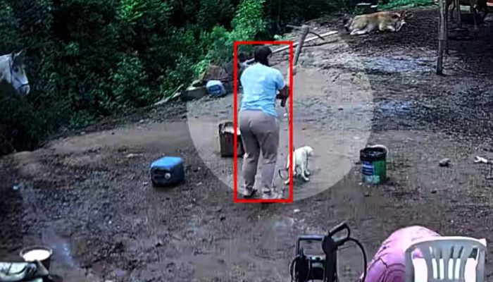 mulher-e-investigada-por-matar-cachorro-com-picareta-em-porto-alegre