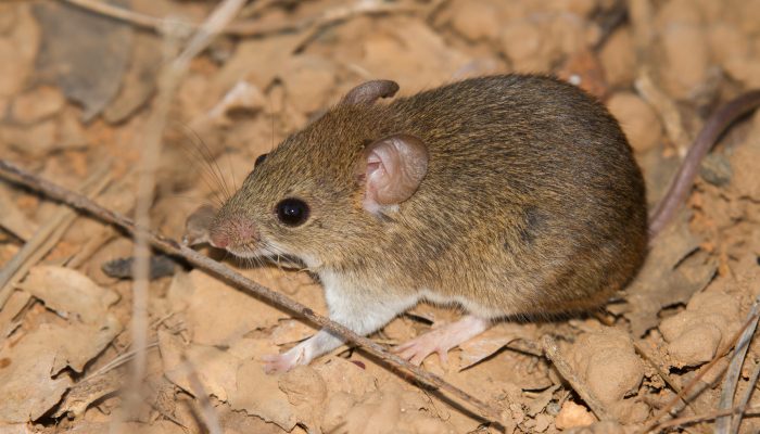 ebola-e-hantavirus-confirmam-que-mundo-continua-despreparado,-diz-especialista-em-pandemias
