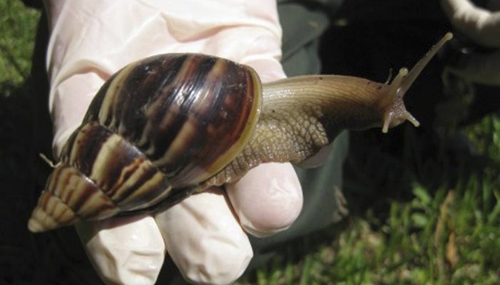 numero-de-especies-exoticas-de-moluscos-no-brasil-aumenta-215%-em-15-anos