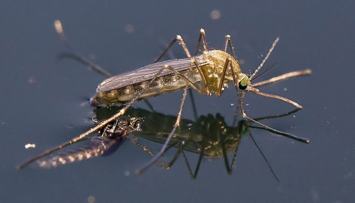 doze-paises-europeus-detectam-casos-de-virus-do-nilo-ocidental,-diz-agencia-da-ue