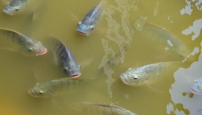 relatorio-global-alerta-para-extincao-de-97%-dos-peixes-migratorios-de-agua-doce
